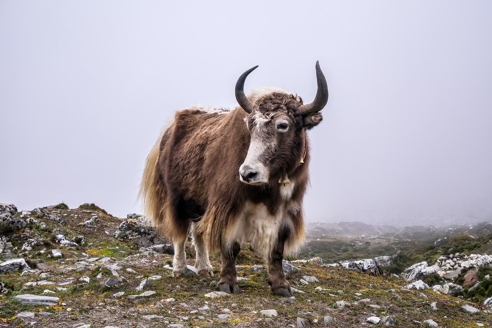 yak